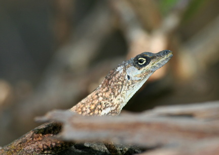 	Anolis roquet	