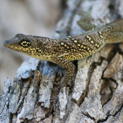 Anolis