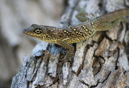 	Anolis roquet	