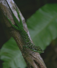 	Anolis roquet	