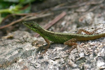 	Anolis roquet	