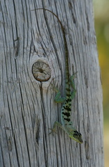 	Anolis roquet	