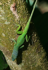 	Anolis roquet	