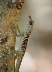 	Anolis roquet	