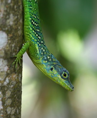 	Anolis roquet	