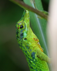 	Anolis roquet	