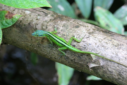 	Anolis roquet	