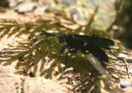 	Guêpe bleue	