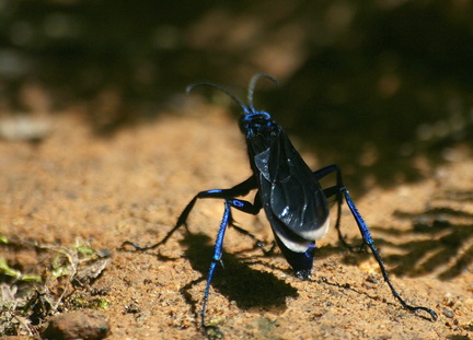 	Guêpe bleue	