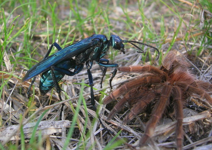 	Mouche la fièvre et mygale	