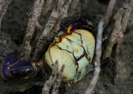 	Crabe mantou	