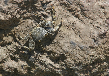 	Crabe de mer Zagaya	