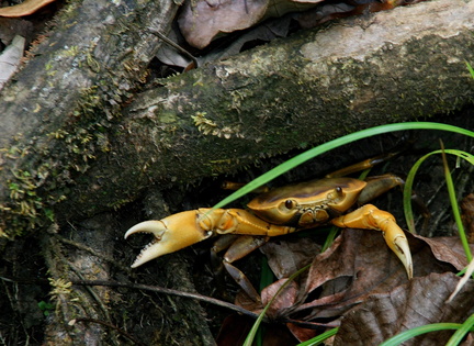 	Crabe cirique	