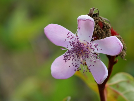 	Fleur de roucou	