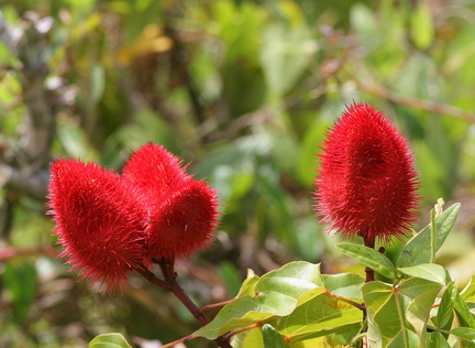 	Fruits du roucou	