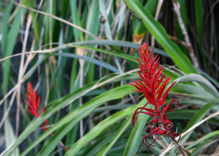 	Ananas rouge	