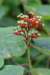 	Clerodendrum buchanani