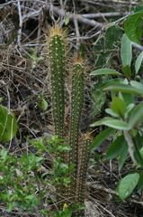 	Cactus	