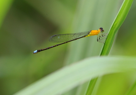 	Ischnura capreolus	