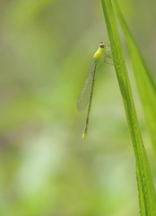 	Ischnura capreolus	