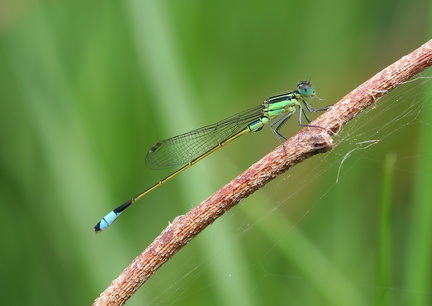 	Ischnura ramburii	