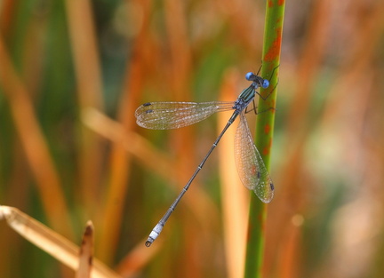 	Lestes forficula	