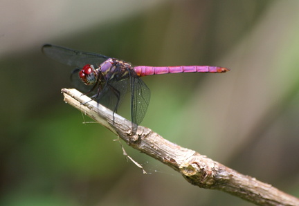 	Orthemis macrostigma	