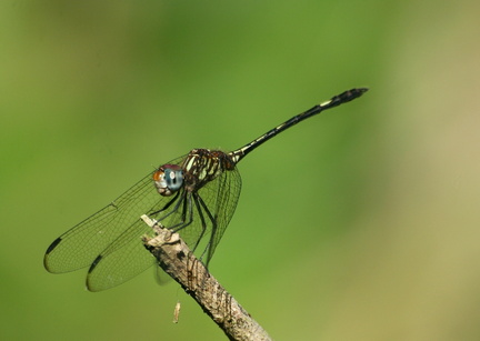 	Dythemis sterilis	