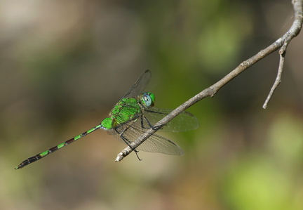 	Erythemis vesiculosa	