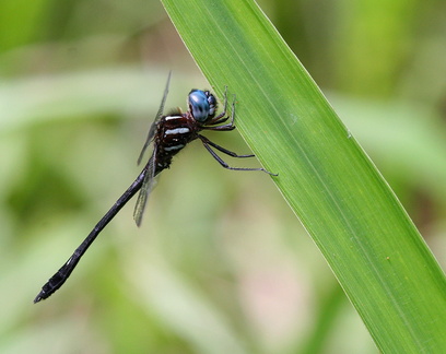 	Brechmorhoga sp.	