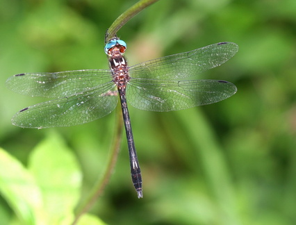 	Brechmorhoga sp.	