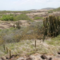 	Savane des Pétrifications	