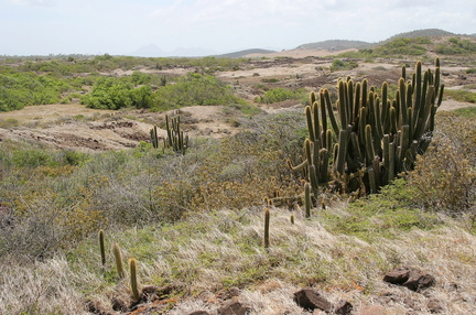 	Savane des Pétrifications	