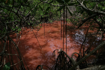 	Mangrove	
