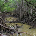 	Mangrove	