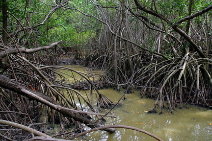 	Mangrove	