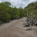 	Mangrove	