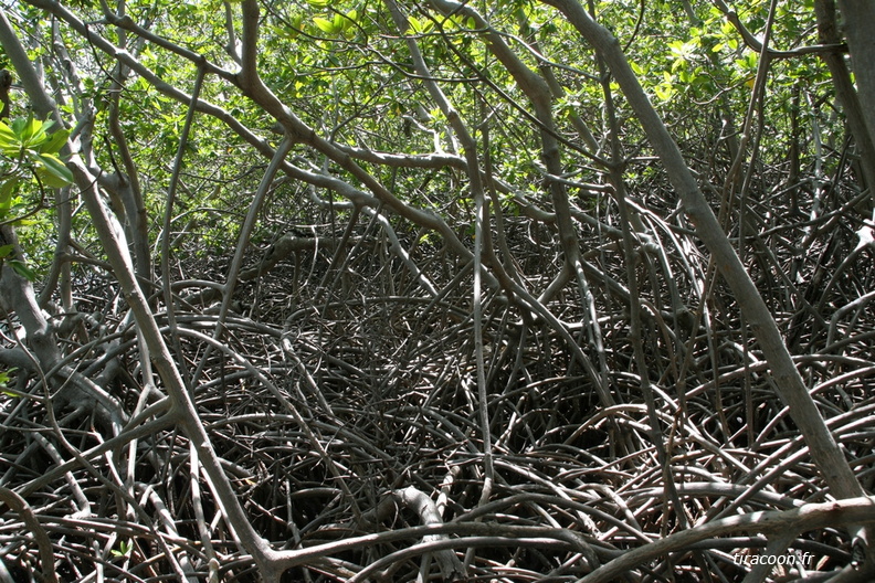 	Mangrove	