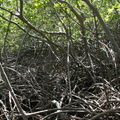 	Mangrove	