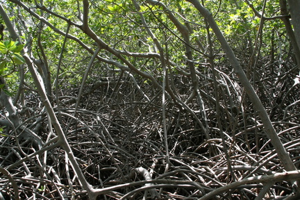 	Mangrove	