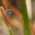 	Azuré de l'indigo	