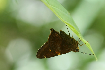 	Hespérie fenêtre orange	