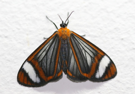 	Hyalurga vinosa