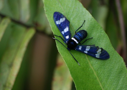 	Syntomeida syntomoides