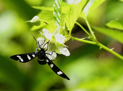 	Syntomeida syntomoides