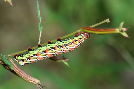 	Chenille de Sphinx	