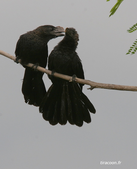 	Crotophaga ani.	