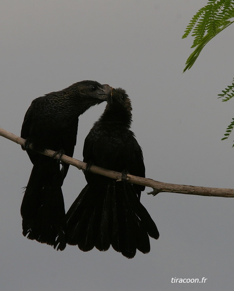 	Crotophaga ani.	