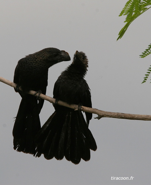 	Crotophaga ani.	