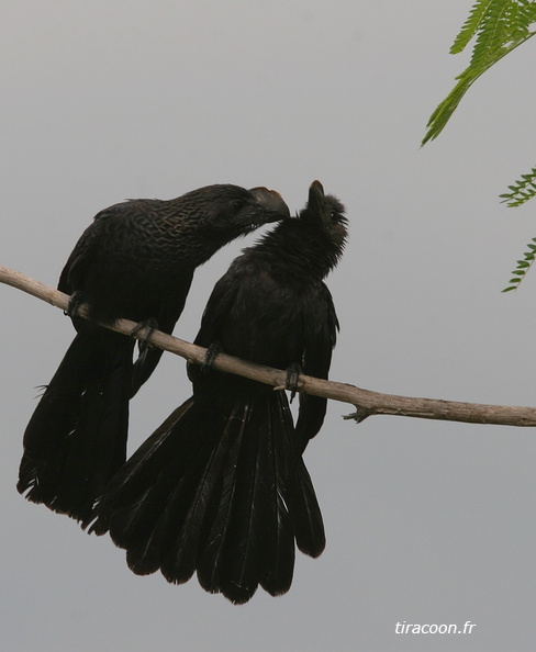 	Crotophaga ani.	